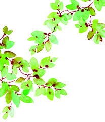 Obraz premium Watercolor and ink painted tree branch with leaves