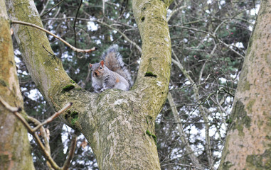 Fat grey squirrel on a tree