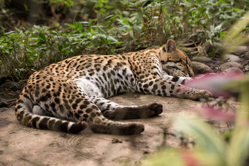 Beautiful young male Leopard sleeping in the zoo