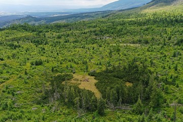 Aerial view of coniferous mountain forest in Vysoke Tatry mountains, Slovakia, recovering after disastrous windstorm slash. Group of more durable trees in front.