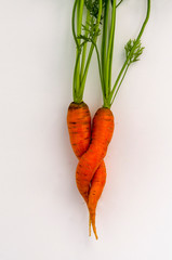 Fresh pair of carrots embrace on white background