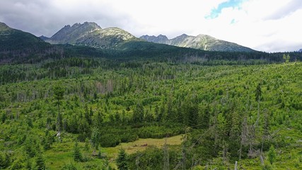 Fototapeta na wymiar Aerial view of forest under high Tatras mountains recovering after disastrous windstorm, group of more durable coniferous trees in front