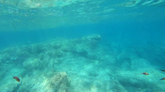underwater view of dark fish in Alghero turquoise sea. Sardinia, Italy