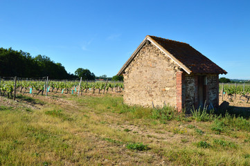 Fototapeta na wymiar A vineyard for making wine