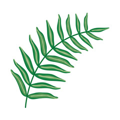 exotic and tropical leaf plant