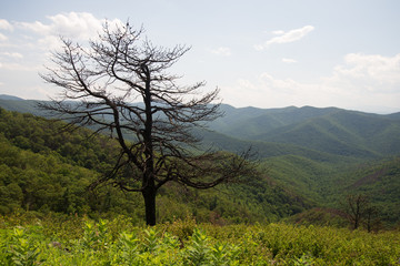 Obraz premium Shenandoah