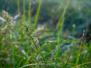 Drops of dew on the green grass. Sunset.