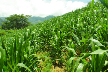 Obraz premium campos llenos de la siembra de maiz