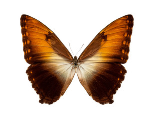 Morpho hecuba butterfly on white background