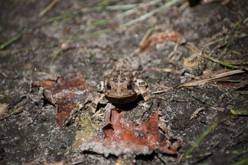 frog 