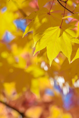 オオモミジの紅葉