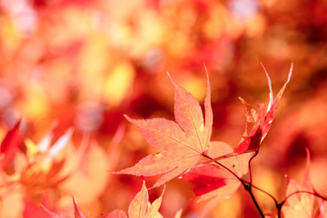 オオモミジの紅葉