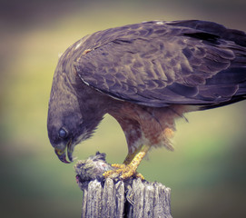 Hawks Hunt 9