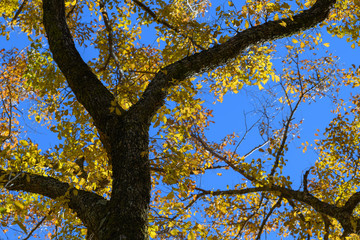 ハルニレの紅葉