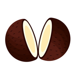 Obraz premium Isolated coconut fruit vector design