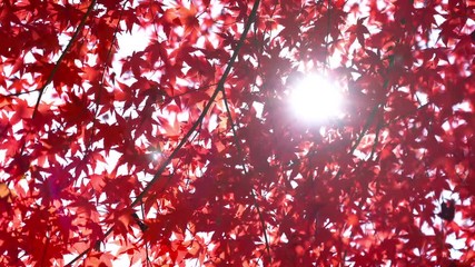 Sunlight rays streaming through the gaps between the red autumn colored maple leaves. - Powered by Adobe