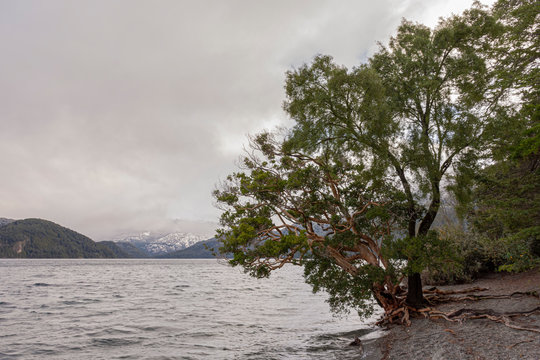 Scene view of Arrayan (Luma apiculata)  tree in the shore against snow-capped Andes mountains on a gray day in Los Alerces National Park, Patagonia, Argentina