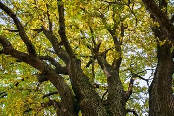 Fragment of the huge trunk and lush crown of a relic oak tree under the golden sunbeams.Eastern...