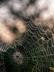Morning drops of dew on the web, close-up