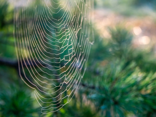 Cobwebs on tree branches