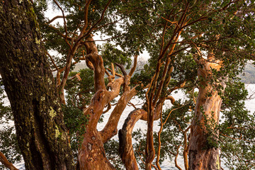 Close-up view of an Arrayan (Luma apiculata) tree trunk in Los Alerces National Park, Patagonia, Argentina