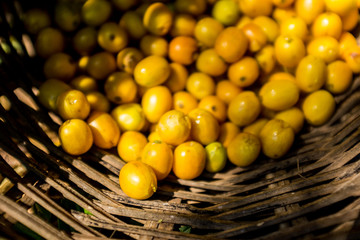 Yellow Organic Coffee Fruits Harvest in Wicker Basket Coroico, Bolivia