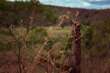 grass on the ground