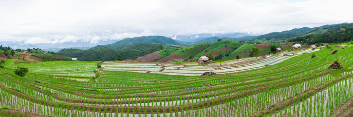 Rice field view at sunset with green rice plant being planted as a staircase in Chiang Mai, Thailand