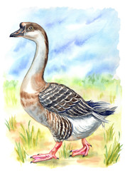 Gray home goose on the lawn, watercolor illustration.
