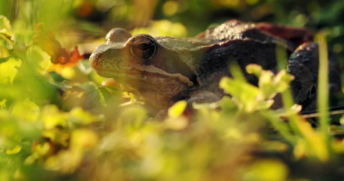 Close-up frog in the wild. hid among leaves and sticks. Macro shooting
