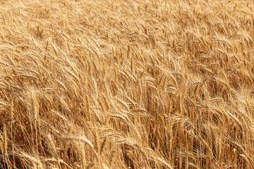 Field of ripe wheat