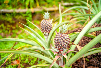Jardín, Colombia. Pineapples growing in the garden