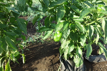 晴れた日の夏の畑のピーマン