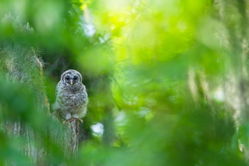 A fluffy young Barred Owlet waits patiently.