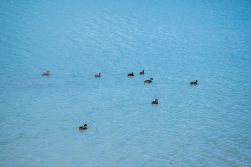 lac caneton canard