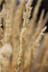 Fototapeta premium Misty fern