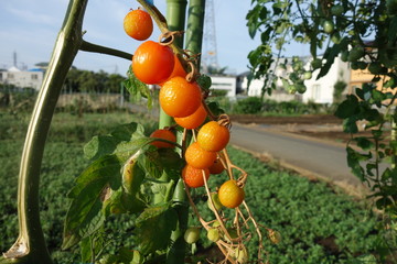 夏の畑の萎びたミニトマト