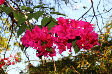 flowers in garden