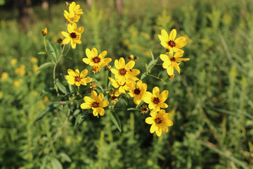 Tall coreopsis at Miami Woods in Morton Grove, Illinois