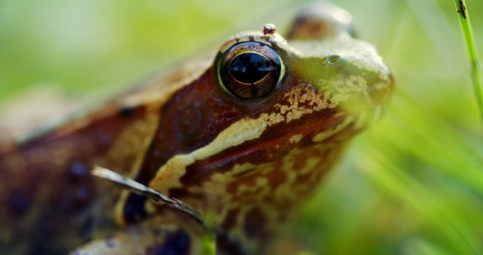 Close-up frog in the wild. hid among leaves and sticks. Macro shooting