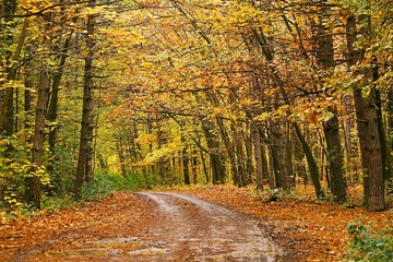 Autumn forest trail with colorful leaves on trees