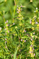 Taubnessel mit lila Blüte  (Lamium)