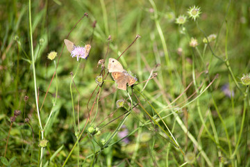 Großes Ochsenauge - Schmetterling (Maniola jurtina)	