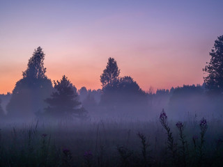 Layers of fog soar in still air over a meadow