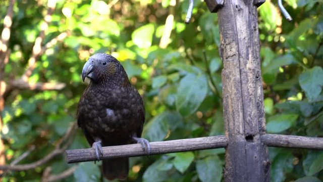 Kaka (Nestor kaka) eating on the branch in Wellington, New Zealand