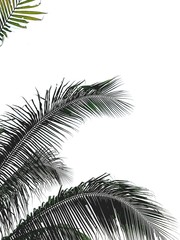 Tropical coconut palm leaves isolated on white background