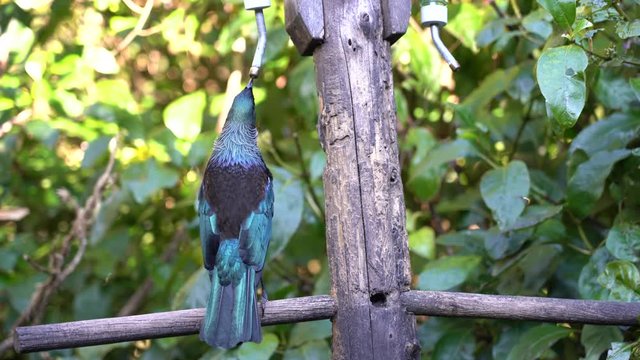 New Zealand Native Bird -Tui eating on the branch