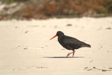 New Zealand bird variable oystercatcher on the beach