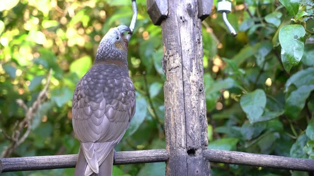 Kaka (Nestor kaka) eating on the branch in Wellington, New Zealand