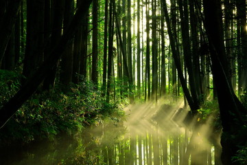 Obraz premium 夏の牛渡川